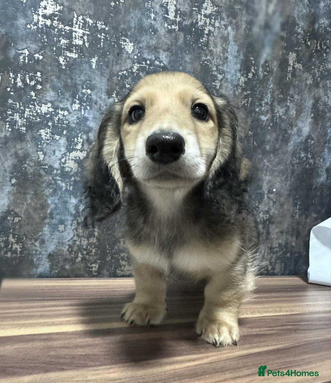 Dachshund dogs for sale: Miniature dachshund puppies  - Image 1