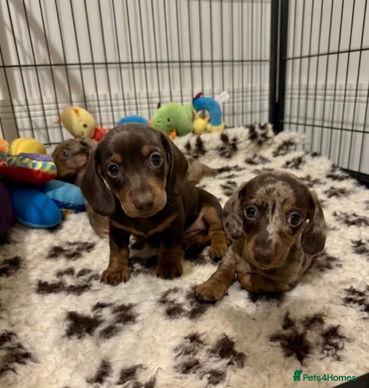 Miniature Dachshund dogs Home Reared KC Short Haired Mini Dachshund  - Advert 15