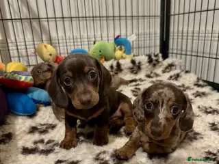 Miniature Dachshund dogs Home Reared KC Short Haired Mini Dachshund - Advert 15