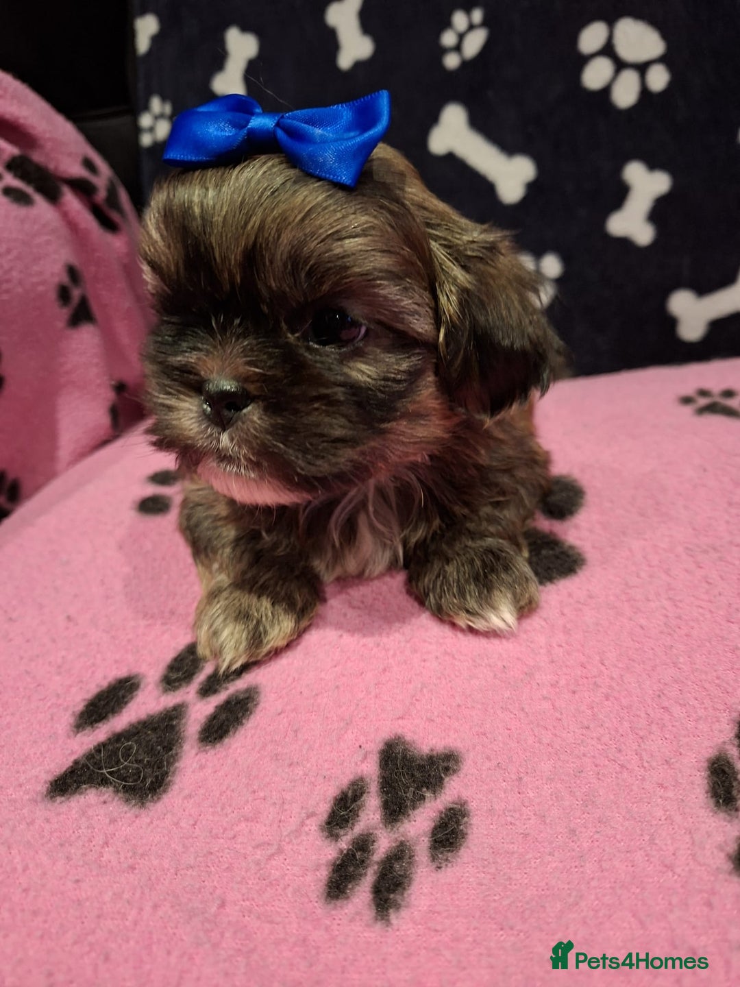 Shih Tzu dogs for sale: Shih tzu puppies ready to reserve - Advert 7