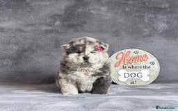 Chow Chow dogs for sale: Exotic colour pure chow chow puppies for sale - Image 15