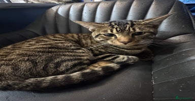 Bengal cats - Advert 3