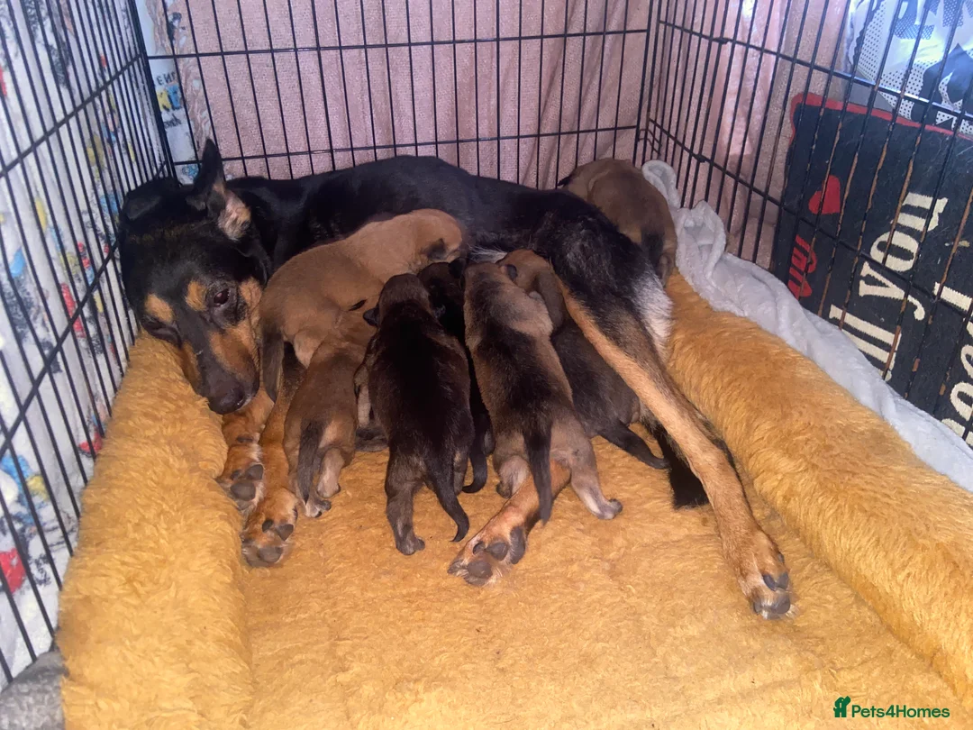 Mixed Breed dogs for sale: Belgian Malinois X Staffy (1% Staffy) - Advert 10