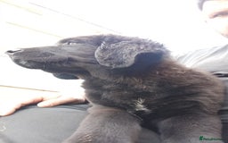 Mixed Breed dogs for sale: Caucasian shepherd cross in Hartlepool - Image 3