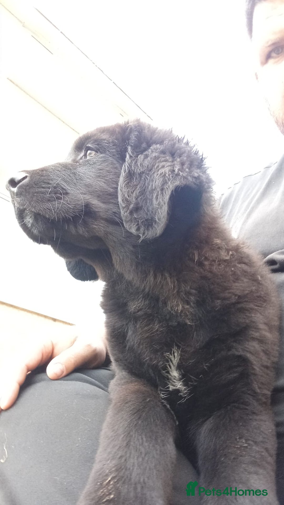 Mixed Breed dogs for sale: Caucasian shepherd cross in Hartlepool - Image 3