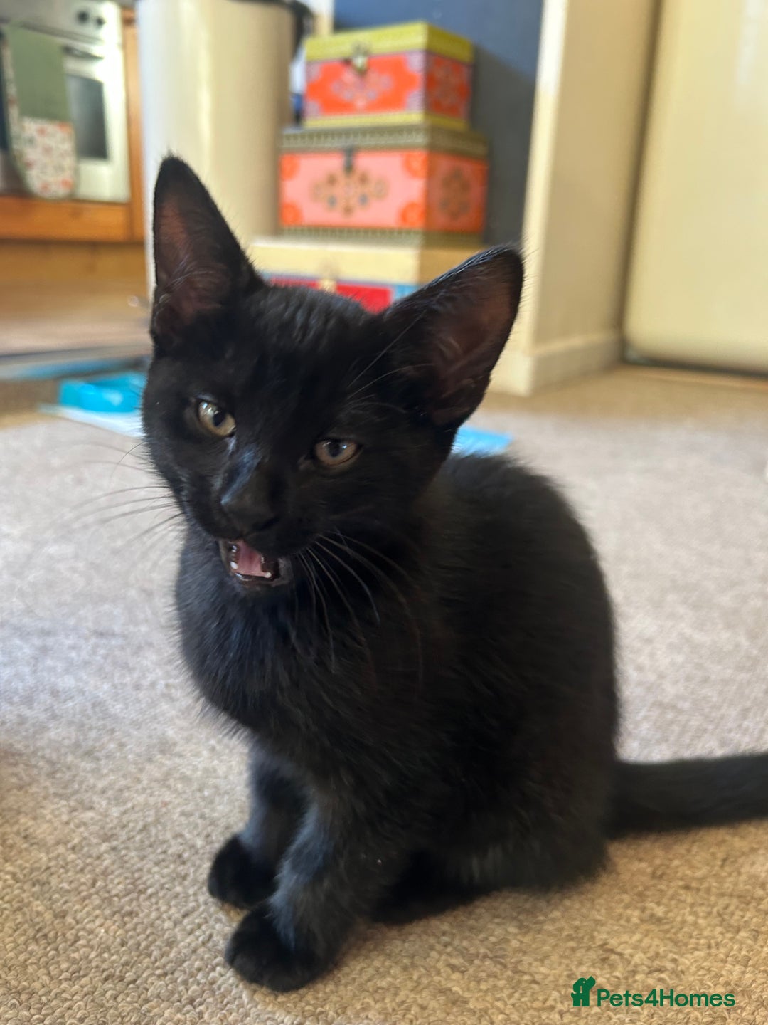 British Shorthair cats for sale: Two British shorthairs male black kittens - Advert 4