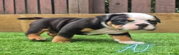 English Bulldog dogs for sale: Exceptional KC Registered British Bulldog Puppies - Advert 11