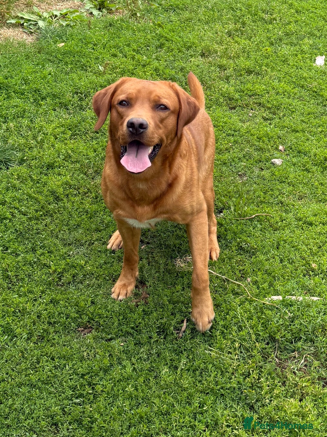 Labrador Retriever dogs for sale: 2 Yellow Females 👀🏡 in Boston - Image 14