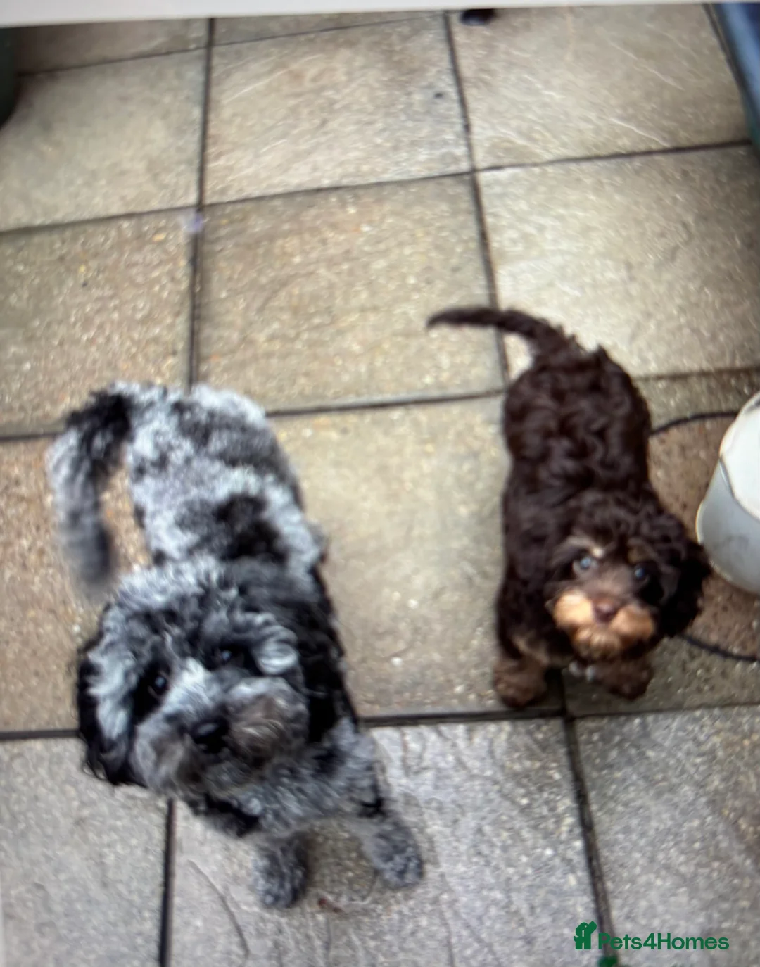 Cavapoo dogs for sale: Luna chocolate  - Advert 14