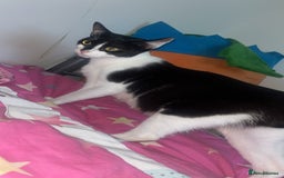 Mixed Breed cats for sale: 2 kittens  - Image 4