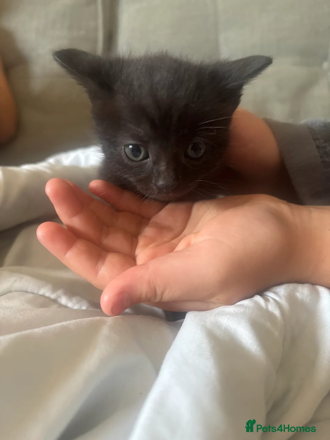 Mixed Breed cats for sale: Bsh cross mixed breed kittens  ready 17august  - Advert 2