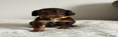 Cocker Spaniel Puppy 3
