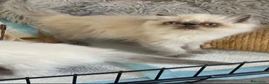 Persian 3