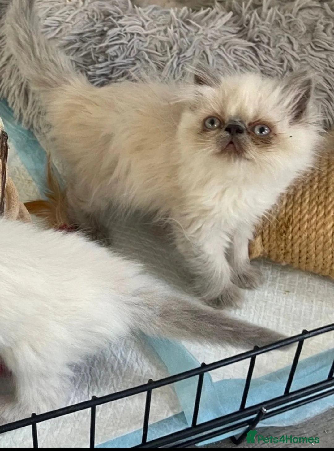 Persian cats for sale: Beautiful Blue Point Kittens - Advert 20