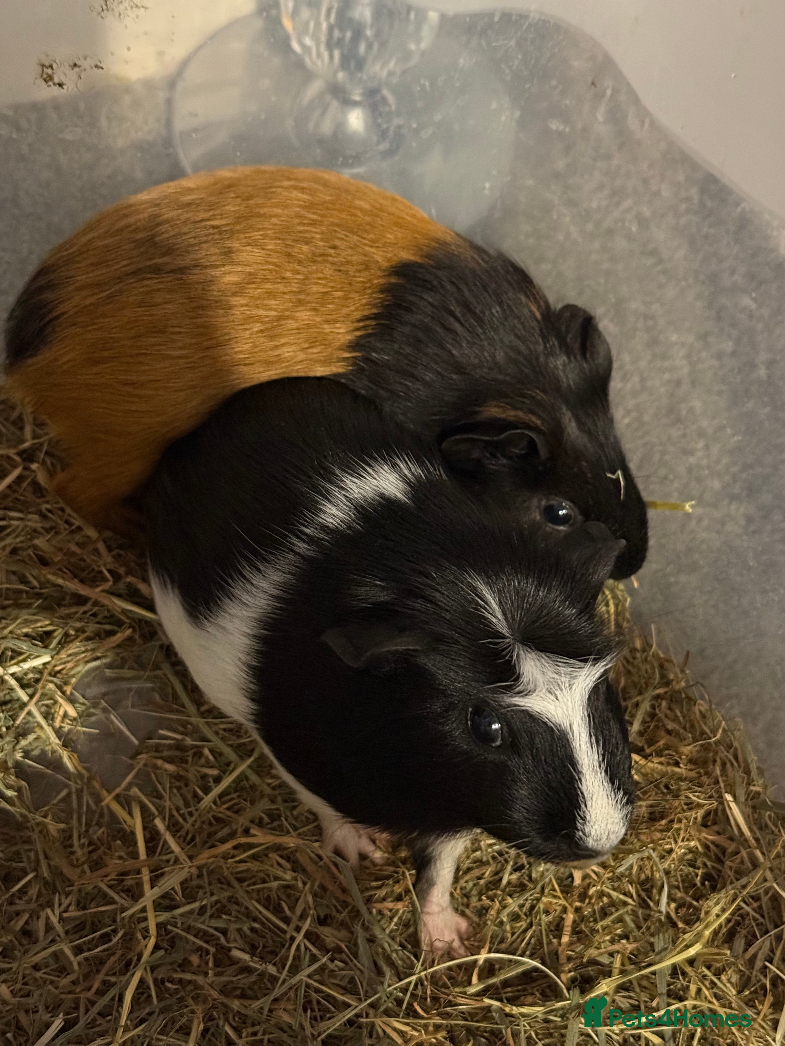 Guinea Pig rodents 2 male guinea pigs  - Advert 1