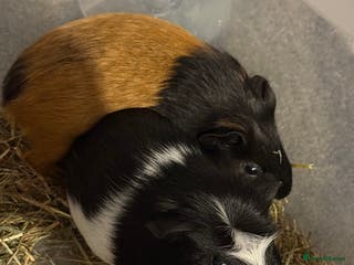 Guinea Pig rodents 2 male guinea pigs - Advert 1