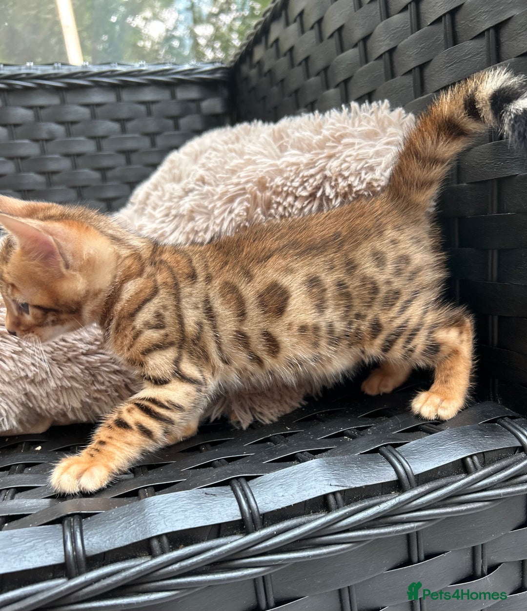 Bengal cats for sale: GORGEOUS PURE BENGAL KITTENS READY TO GO ❤️ - Image 13