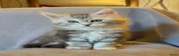Maine Coon cats for sale: Gorgeous TICA register boys  - Advert 7