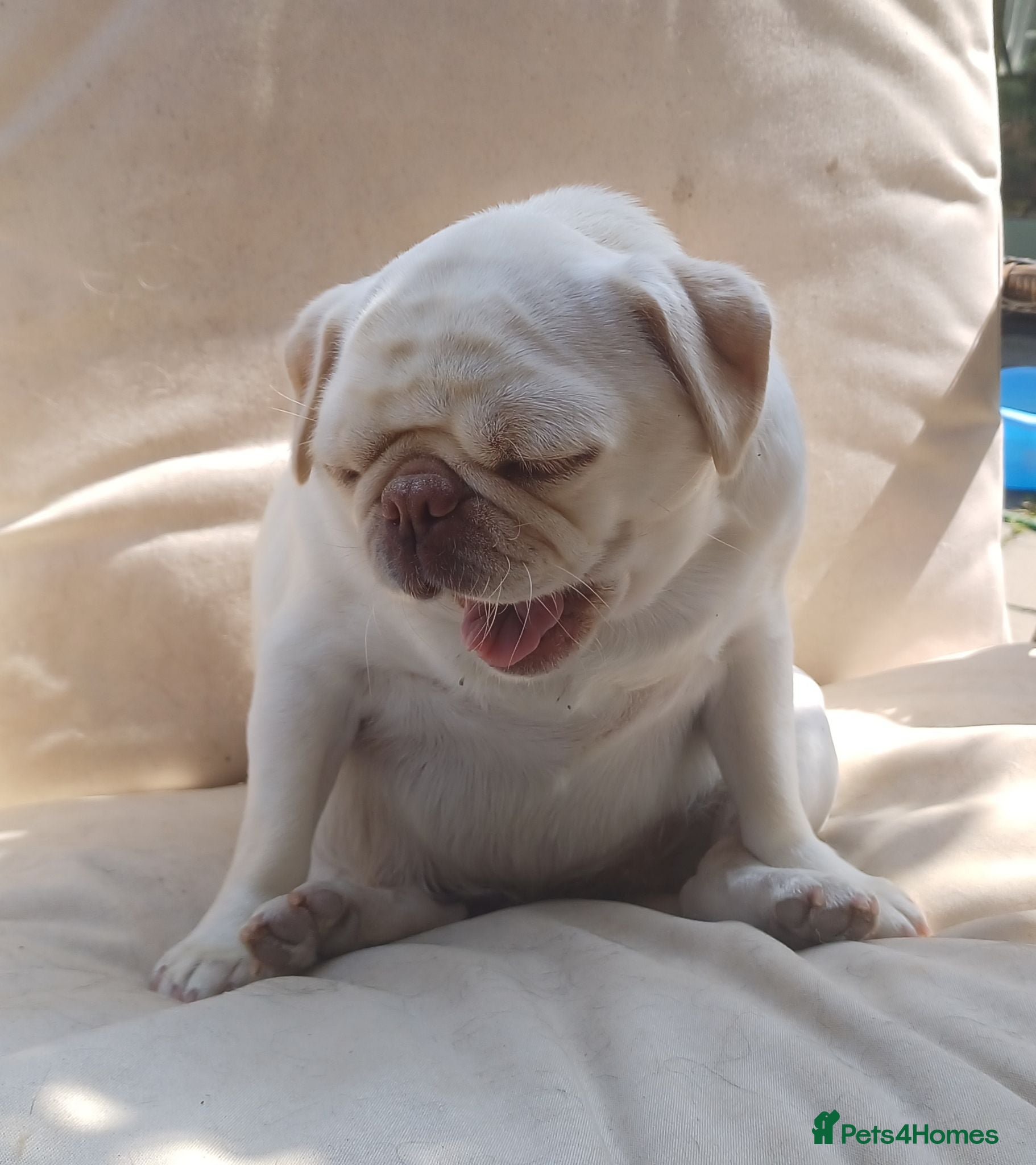 Pug dogs Pug girl looking for the right home - Advert 12