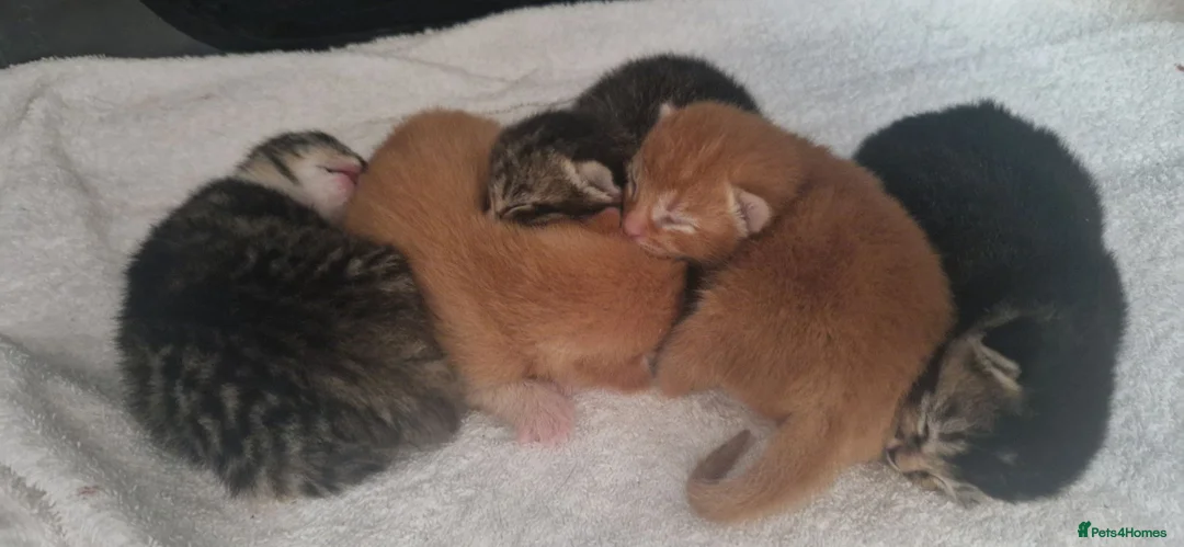 Ragdoll cats for sale: Ragdoll Cross tabby & ginger Kittens  - Advert 2
