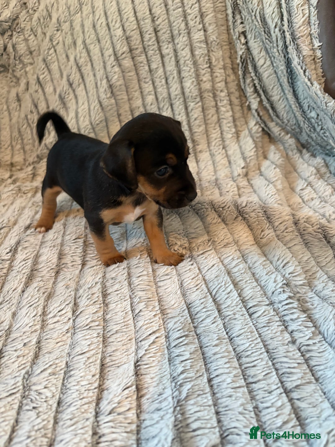 Jack Russell dogs for sale: Jack Russell puppies for sale - Advert 17