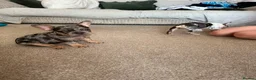 French Bulldog dogs for sale: French bulldogs  - Advert 26