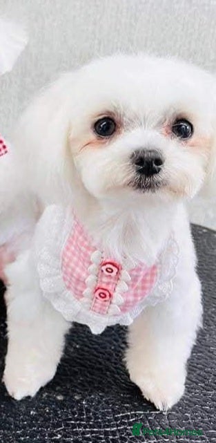 Maltese dogs Korean Maltese  - Advert 5