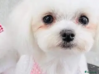 Maltese dogs Korean Maltese - Advert 5