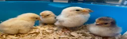 Chickens poultry for sale: Pekin bantam chicks - Advert 2