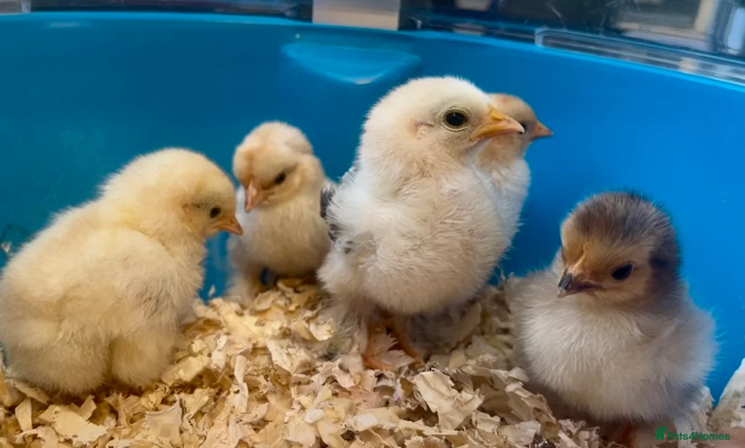 Chickens poultry for sale: Pekin bantam chicks - Advert 2