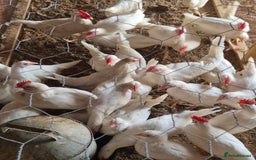 Chickens poultry for sale: Chickens for sale - Image 6