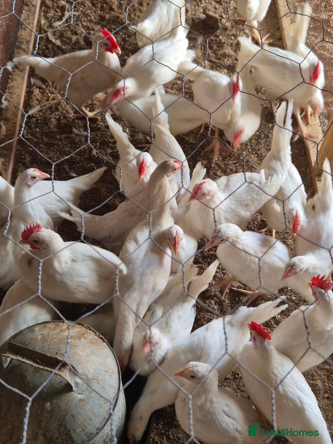 Chickens poultry for sale: Chickens for sale - Image 6