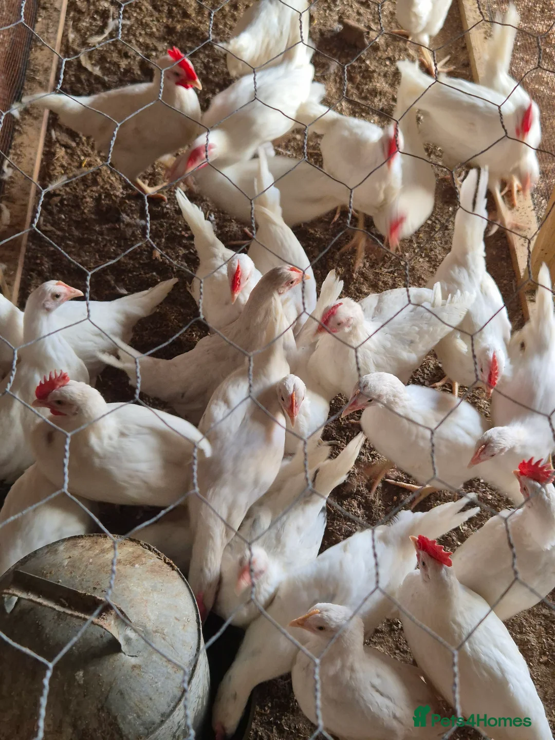 Chickens poultry for sale: Chickens for sale - Advert 6