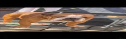 English Bulldog dogs for sale: British bulldog  - Advert 2