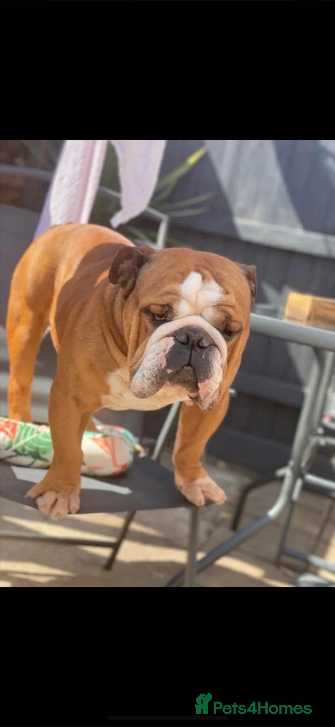 English Bulldog dogs for sale: British bulldog  - Advert 2
