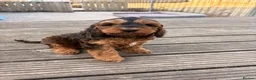 Cockapoo dogs for sale: F1 stunning cockapoos  - Advert 18
