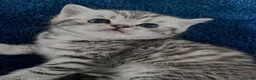 British Shorthair cats for sale: Stunning Classic British shorthair kittens - Advert 10