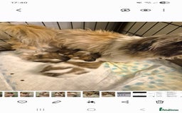 Shih Tzu dogs for sale: shis txu puppies - Image 1