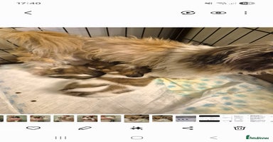 Shih Tzu dogs - Advert 15