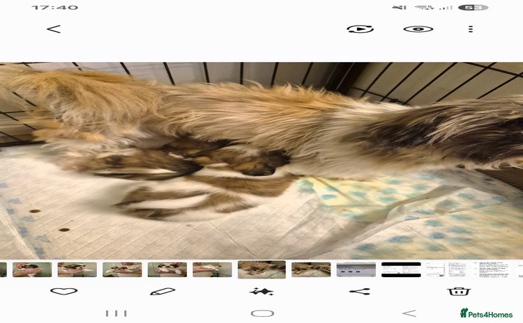 Shih Tzu dogs - Advert 3