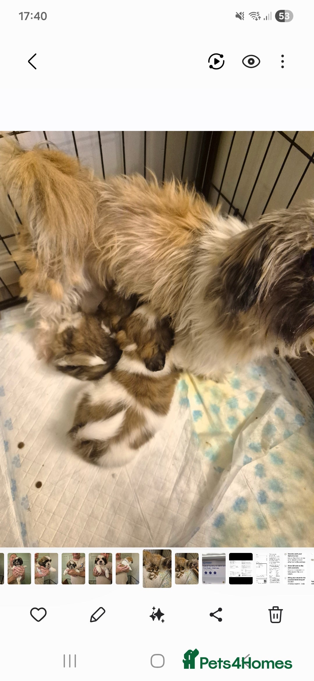 Shih Tzu dogs for sale: shis txu puppies - Image 1