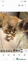 Shih Tzu dogs - Advert 15