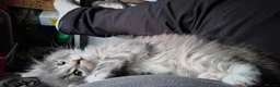 Norwegian Forest Cat cats for sale: Beautiful pedigree Norwegian Forest kittens  - Advert 4