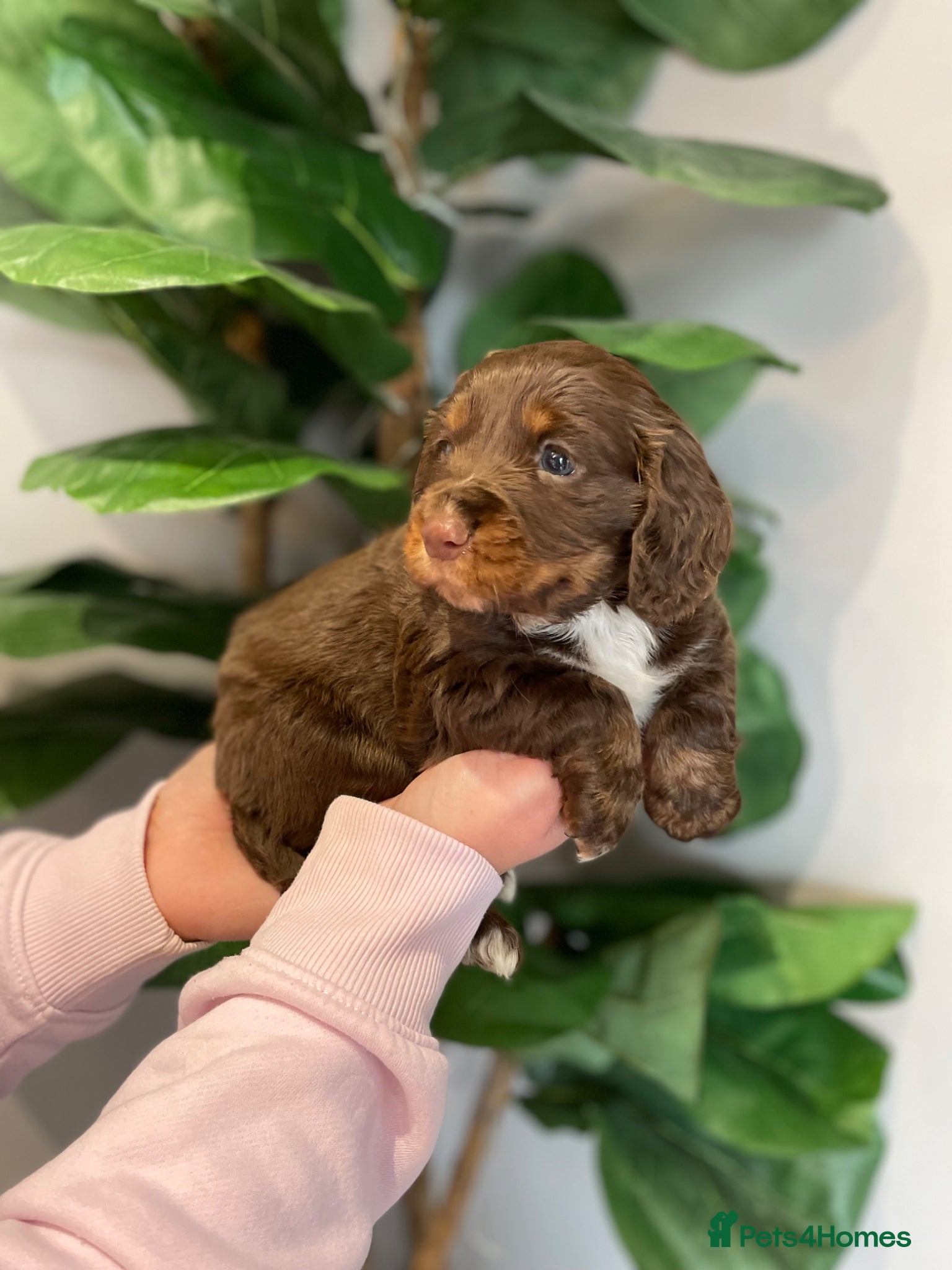 Cocker Spaniel dogs 🐶 COCKER SPANIEL PUPPIES 🐶 - Advert 10