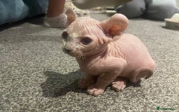 Sphynx cats for sale: Sphynx kittens for sale  - Image 26