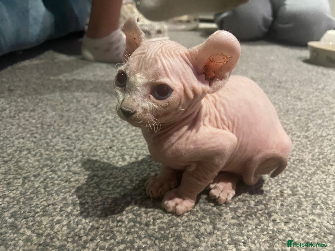Sphynx cats for sale: Sphynx kittens for sale  - Image 26
