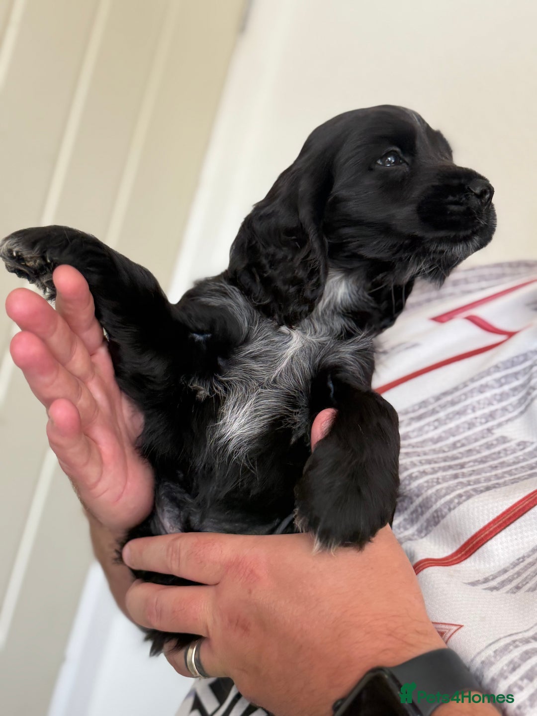 Cocker Spaniel dogs for sale: Beautiful litter of Show Cockers - 5 remaining - Image 36