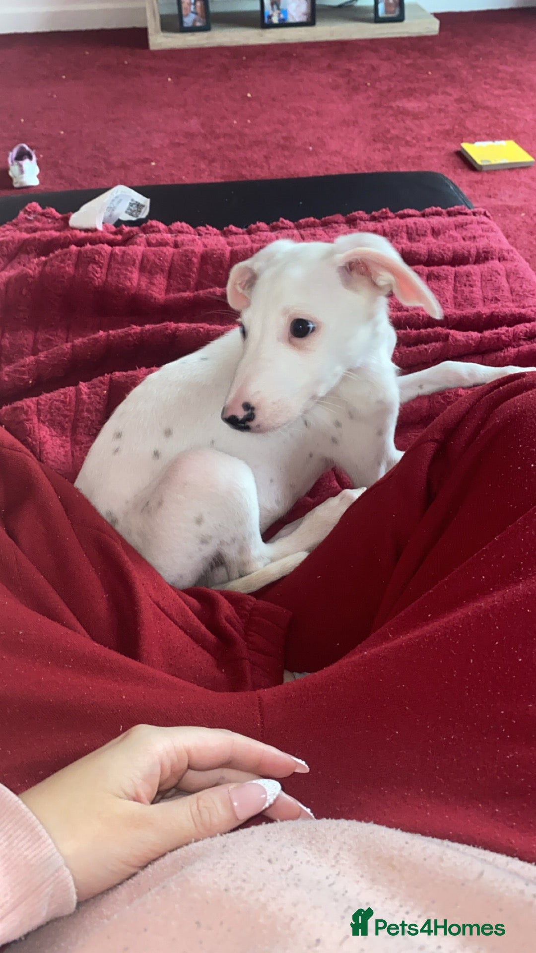 Mixed Breed dogs Saluki x Dalmatian  - Advert 17