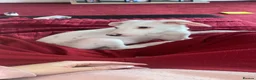 Mixed Breed dogs for sale: Saluki x Dalmatian  in Glasgow - Advert 1