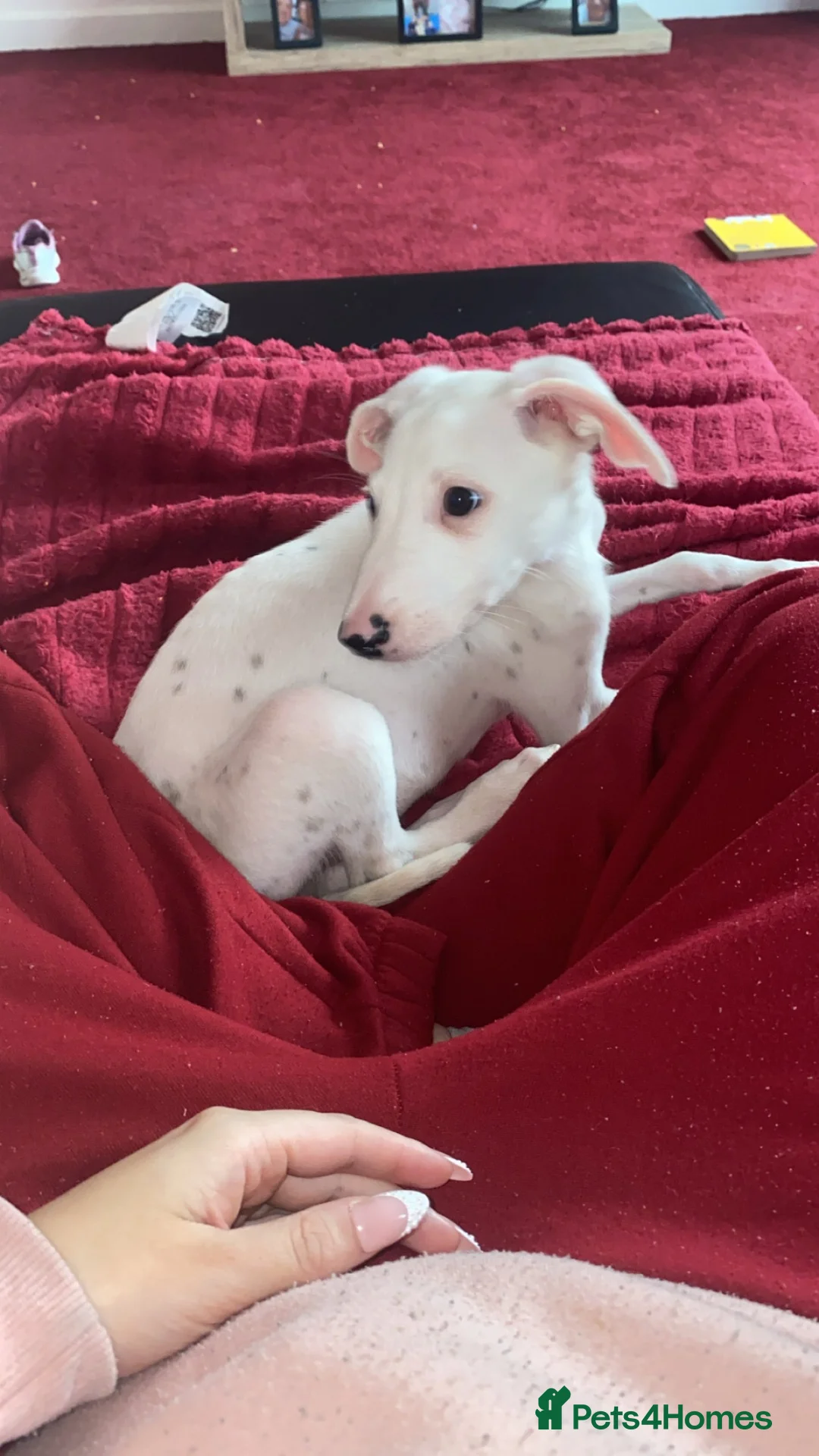 Mixed Breed dogs for sale: Saluki x Dalmatian  in Glasgow - Advert 1